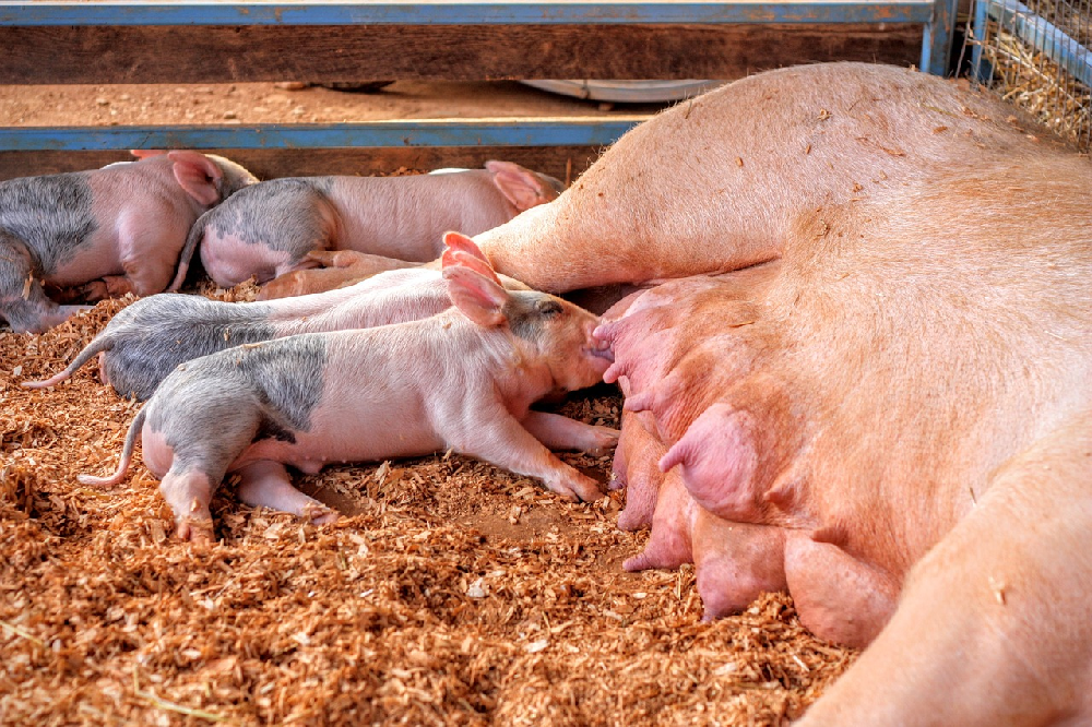 Chów świń – jak karmić świnie rozpłodowe?